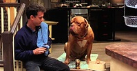 Movie Review: Turner And Hooch (1989) | The Ace Black Movie Blog