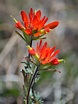 Growing Castilleja - Learn About The Indian Paintbrush Plant