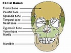Nasal bone - Wikipedia