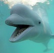 Beluga Whales Smiling | www.pixshark.com - Images Galleries With A Bite!