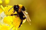 Bumblebee Insect Wallpapers - Wallpaper Cave