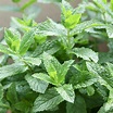 Mentha spicata [Spearmint] - Leafwise