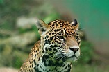Los 10 animales de la selva más asombrosos