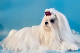 Marvellous Maltese - Maltese Puppies for Sale in Los Angeles, CA | AKC ...