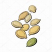 Whole and peeled pumpkin seeds isolated on white background Stock ...