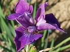 Iris sibirica 'Indy' - Bartlose Wiesen-Schwertlilie | Häußermann ...