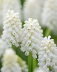 Muscari 'White Magic' bulbs — Buy white 'Grape Hyacinths' online at ...