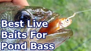 Bass Fishing with Goldfish and Minnows (Live Bait) – Summer Pond ...
