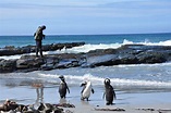 Ilhas Falkland: roteiro de 7 dias nas Malvinas