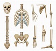 Bones - My Family Physio