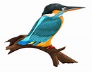 Blue Kingfisher Bird Perching on Branch 1259132 Vector Art at Vecteezy