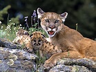 All About Animal Wildlife: Mountain Lion Few Facts & Images-Photos