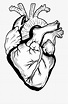Real Heart Drawing Png | Coração humano desenho, Coração humano, Coisas ...