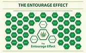 What is the Cannabis Entourage Effect? | Green Sativa