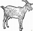 Goat Drawing Archives - How to Draw