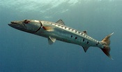 The great barracuda, a coastal predator known for needle-sharp teeth ...