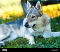 domesticated wolf dog resting relaxed on a meadow in shadow of caravan ...