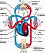 The Circulatory System, The Respiratory System, and Cellular ...