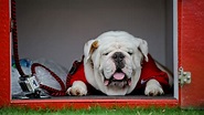Former Georgia English bulldog mascot Uga IX dies