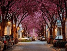 24 Most Beautiful Streets In The World You'd Want To Live At