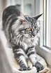 9+ Beautiful Maine Coon Cat Images - Furry Kittens