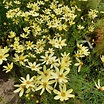 Coreopsis verticillata 'Moonbeam' - meisjesogen kopen - Maréchal