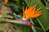 5 Bird of Paradise Varieties