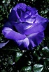 Purple Roses, Flowers, Plants, Purple Rose, Plant, Royal Icing Flowers ...