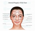 Blood Vessels the Face Botox & Filler Injector Facial Arteries Anatomy ...