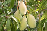 Mangifera indica(Mango) | Innovative farming solutions