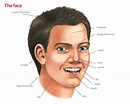 face noun - Definition, pictures, pronunciation and usage notes ...