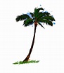 palmera, árbol tropical de un toque de acuarela, dibujo coloreado ...