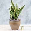 Potted Snake Plant in Collegeville, PA | Risher Van Horn
