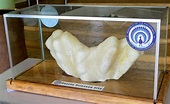 The SUN HK : ‘World’s largest pearl’ found in Palawan