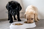 48 Can Dogs Eat Puppy Food – Home