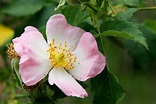File:Wild rose flower.jpg - Wikimedia Commons