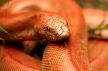Red Sand Boa | SNAKE LOVERS IN INDIA