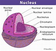 Cell Nucleus: Definition, Structure, & Function, with Diagram