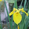 Wasseriris - Iris pseudacorus Die Wasseriris ist wohl eine der tollsten ...