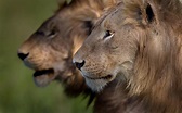 10 Best Africa Wildlife Documentaries | Rhino Africa Blog