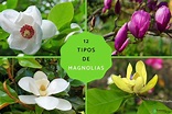 12 tipos de magnolias - Guía completa