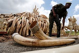 Kenya to burn more than 100 tons of elephant tusks, ivory - CBS News