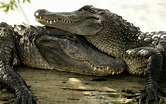 Crocodile couple wallpaper - Animal wallpapers - #31514