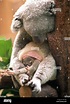 A baby koala in the pouch of its mother "Yuri" at Duisburg Zoo on 16 ...