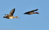 Pochard Southern (Netta erythrophthalma) male & female in flight ...