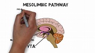 2-Minute Neuroscience: Ventral Tegmental Area (VTA) - The Mind Voyager