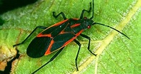 What are those black and red bugs crawling all over Fort Collins?