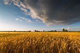 Landwirtschaft | Ungarn-TV.com | Reisemagazin & Aktuelle Nachrichten.