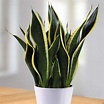 Sansevieria 'Black Gold' | Snake Plant | Gateway Garden Center