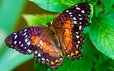 Beautiful Butterfly Wallpaper 445 | Wide Screen Wallpapers 1080p, 2K, 4K